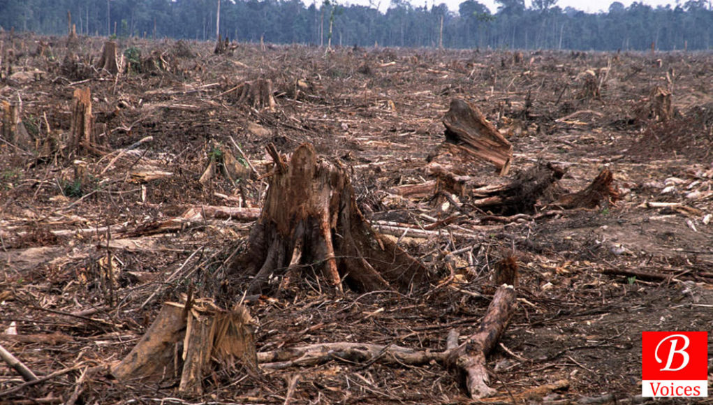 Deforestation 3